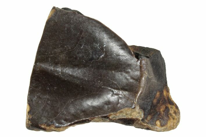 Fossil Dinosaur (Triceratops) Shed Tooth - Montana #288088